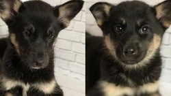 «Съели металлические прищепки»: на Сахалине щенки перенесли полостную операцию 