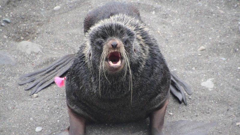 Сахалинские волонтеры освободили морского котика от пластиковых оков