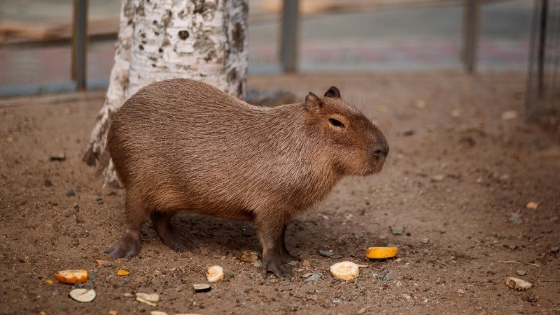День любви к капибарам: что это за животное и как появилось в зоопарке Южно-Сахалинска