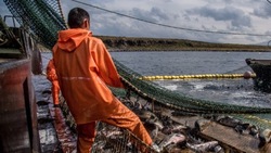 «Корюшка, креветка, палтус и мойва»: сахалинские рыбаки выбрали ряд промысловых объектов 
