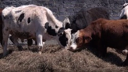 Житель Сахалина рассказал,  как из маленького КФХ вырасти в успешный сельскохозяйственный бизнес