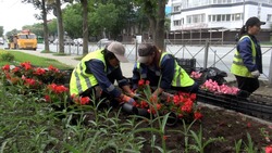 Цветы с клумбы на Ленина в Южно-Сахалинске пересадили на время ремонта