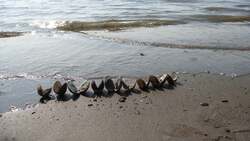 Сахалинские законодатели контролируют ситуацию с качеством воды в  Анивском заливе