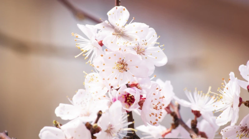 Чьи селфи в сакуре самые красивые? На 15 фото — только три приза