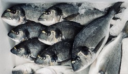 Доступную рыбу приглашают приобрести жителей Южно-Сахалинска
