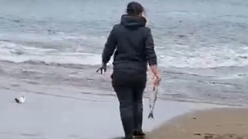 Горбуша массово выбрасывается на берег на юго-востоке Сахалина