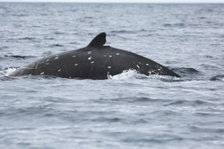 На Южных Курилах впервые встретили новый вид китов