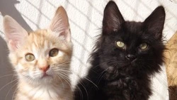 В попытке купить котенка жительница Холмска лишилась крупной суммы денег