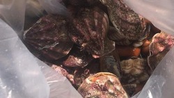 «Собиралка вроде удалась»: тазы морского гребешка собрали рыбаки на Сахалине