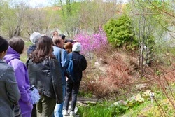 Буйство красок: в Южно-Сахалинске зацвели груши и рододендроны