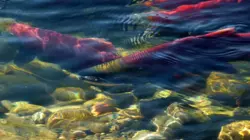 Пропускной режим для лосося вводится на северо-востоке Сахалина