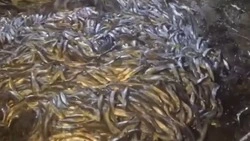 Гниющая мойва тоннами уходит в море: сахалинские рыбаки не могут сдать улов из-за переизбытка