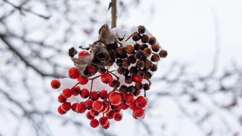 Небольшой снег и до -6 градусов мороза будет в Южно-Сахалинске 13 февраля 