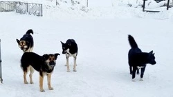 Стая голодных собак укусила женщину за руку в Луговом