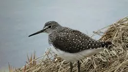 Сахалинцам запретили смотреть на свадьбы черных дупелей и пискулек