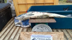 Продажи рыбы по социальным ценам пройдут в 14 районах Сахалина и Курил 11 августа