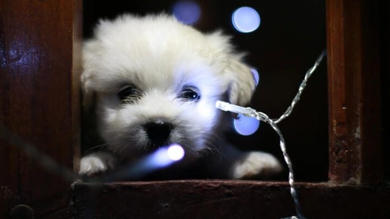 Детский сад, гимназия и часть Южно-Сахалинска останутся без света 17 декабря