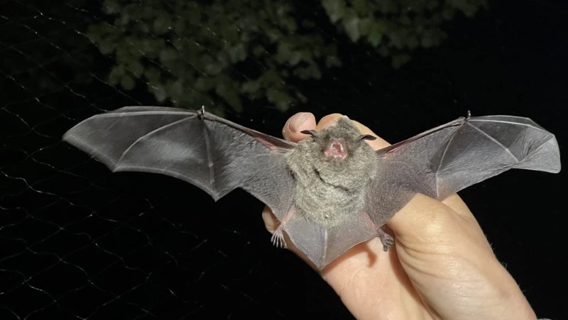 Ученые обнаружили нуждающуюся в охране летучую мышь на Кунашире