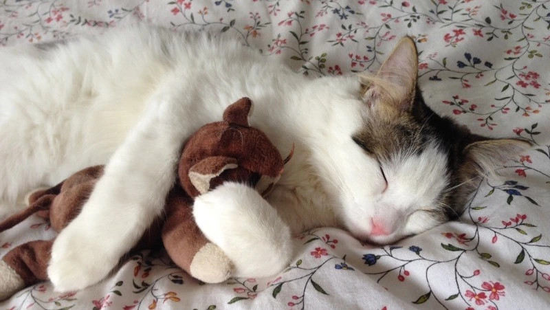 Громкие чтения в областной детской библиотеке Сахалина 5 февраля посвятят кошкам