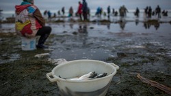 Селедка стала причиной смерти рыбака на Сахалине