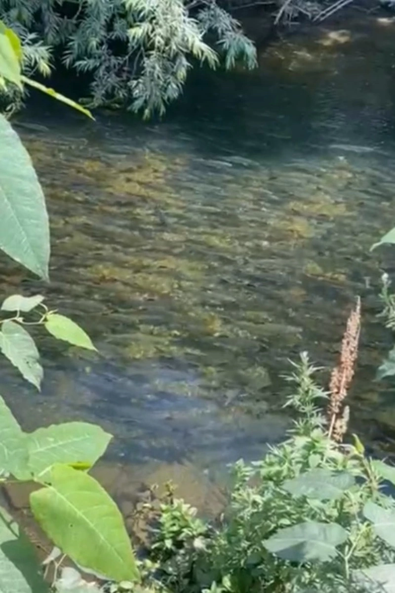 Горбуша пришла на нерест в реки Корсаковского района