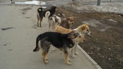 Больше 20 собак за неделю отловили на 13 улицах Южно-Сахалинска