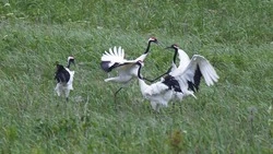 Японские журавли устроили показательный поединок на Кунашире