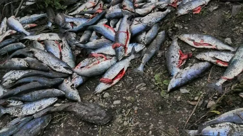 Сахалинцы распотрошили кучу горбуши, которую опрокинул на трассе грузовик