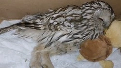 Любовь и перелом: история спасения неясыти с Сахалина