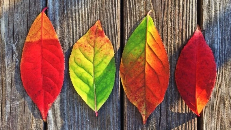 Прогноз погоды на Сахалине и Курилах на 23 октября