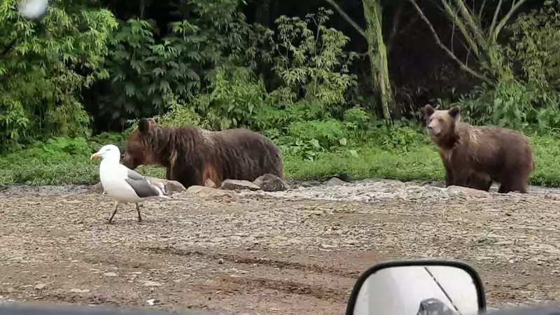 Мэр Курильска встретил сразу пять медведей на дороге и ни одного не сбил