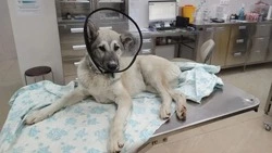 «Ему очень больно, но он хочет жить»: в Холмске сбили собаку — на лечение требуется 100 тысяч рублей