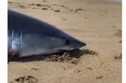 Забитая бревном акула стала объектом скандальной фотосессии на Сахалине