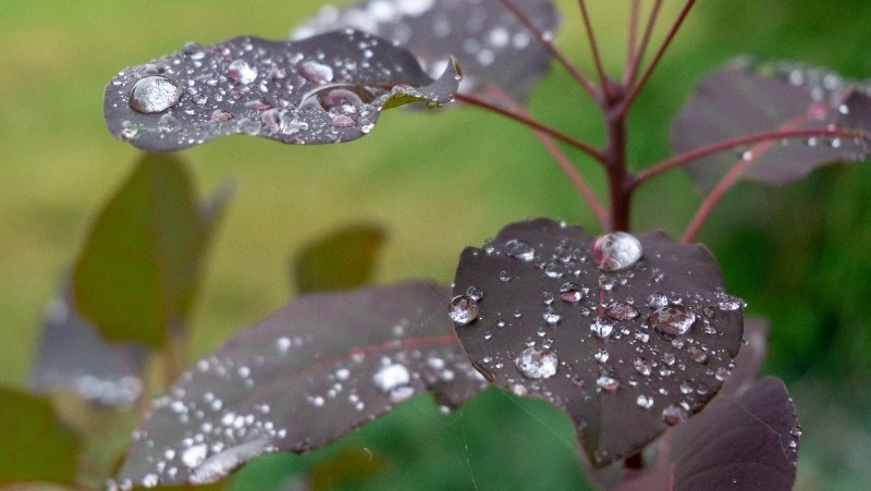 Дождь и до +19 градусов ждет жителей Сахалина и Курил 25 сентября