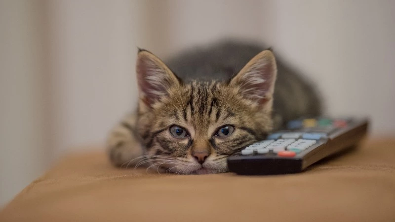 Две улицы в Южно-Сахалинске останутся без света 10 апреля