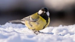 Церковный праздник 5 февраля 2025: что нельзя делать в этот день, приметы