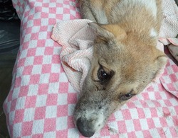 «Жуткий запах разложения»: на Сахалине просят помочь щенку, которого сбила скорая 