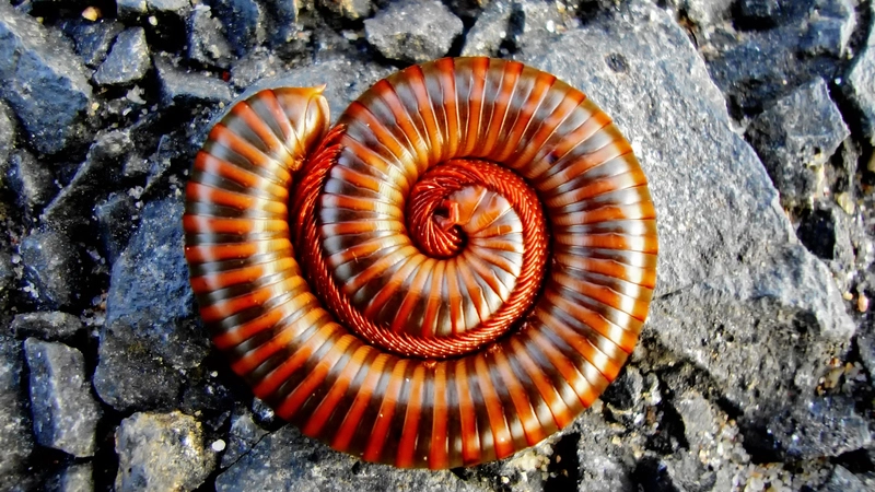 Слепую многоножку из сахалинской пещеры изучают в Словакии