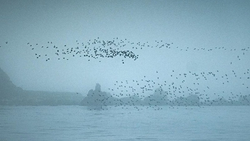 «Надеюсь, мой опыт научит так не делать»: фотограф едва не убил птицу на Курилах