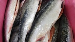 Рыбу по низким ценам доставили в три района Сахалина и Курил 27 сентября