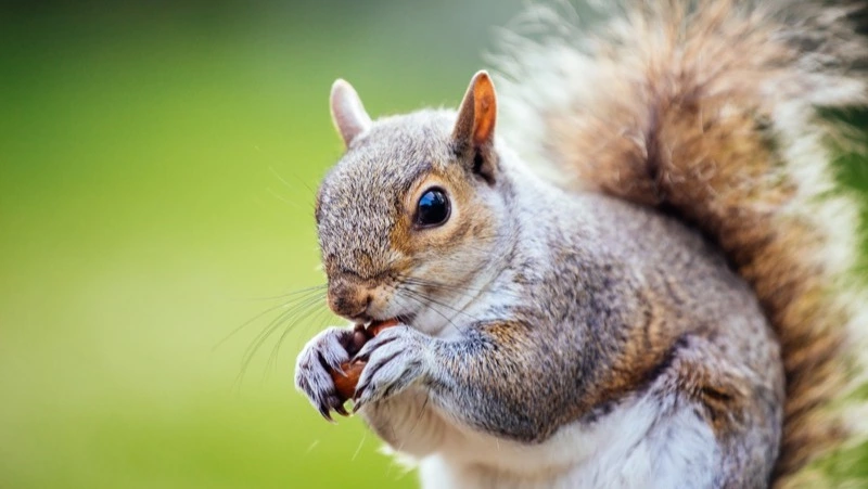 Дети стали свидетелями нападения собаки на белку в городском парке в Корсакове