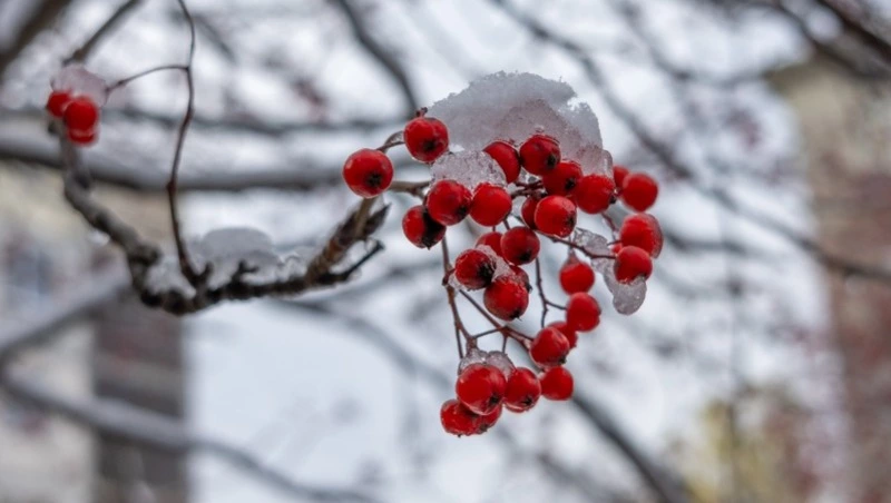 Умеренный ветер и небольшой снег ожидают в Южно-Сахалинске 18 декабря