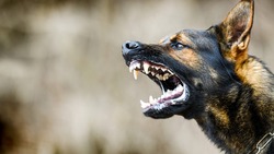 Бездомная собака, откусившая часть уха человеку, нападает на курильчан