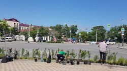 «Вытопчут кусты»: Вишневского критикуют за озеленение перекрестка в Южно-Сахалинска