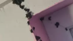 Стаи противных жуков не удается ликвидировать в домах Южно-Курильска. Причина