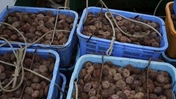 Двое браконьеров на Сахалине выловили морских ежей на 116 млн рублей