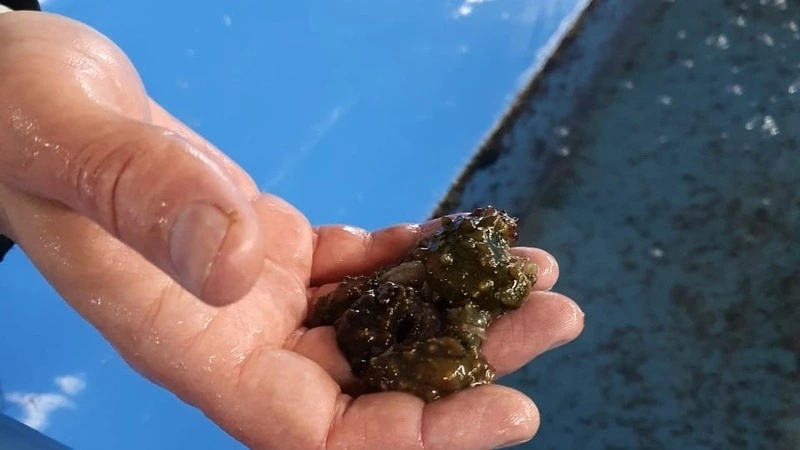 Браконьеров с кучей трепанга задержали в Корсаковском районе