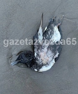 Почти два десятка мертвых кайр нашли на берегу залива Терпения на Сахалине