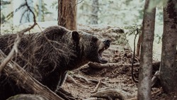 Мужчины испугались медведя и залезли на дерево в Анивском районе