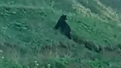 «Иди отсюда!» Сахалинцы встретили четверых медведей на трассе